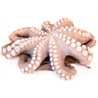 CARACATITA T3 MAROC